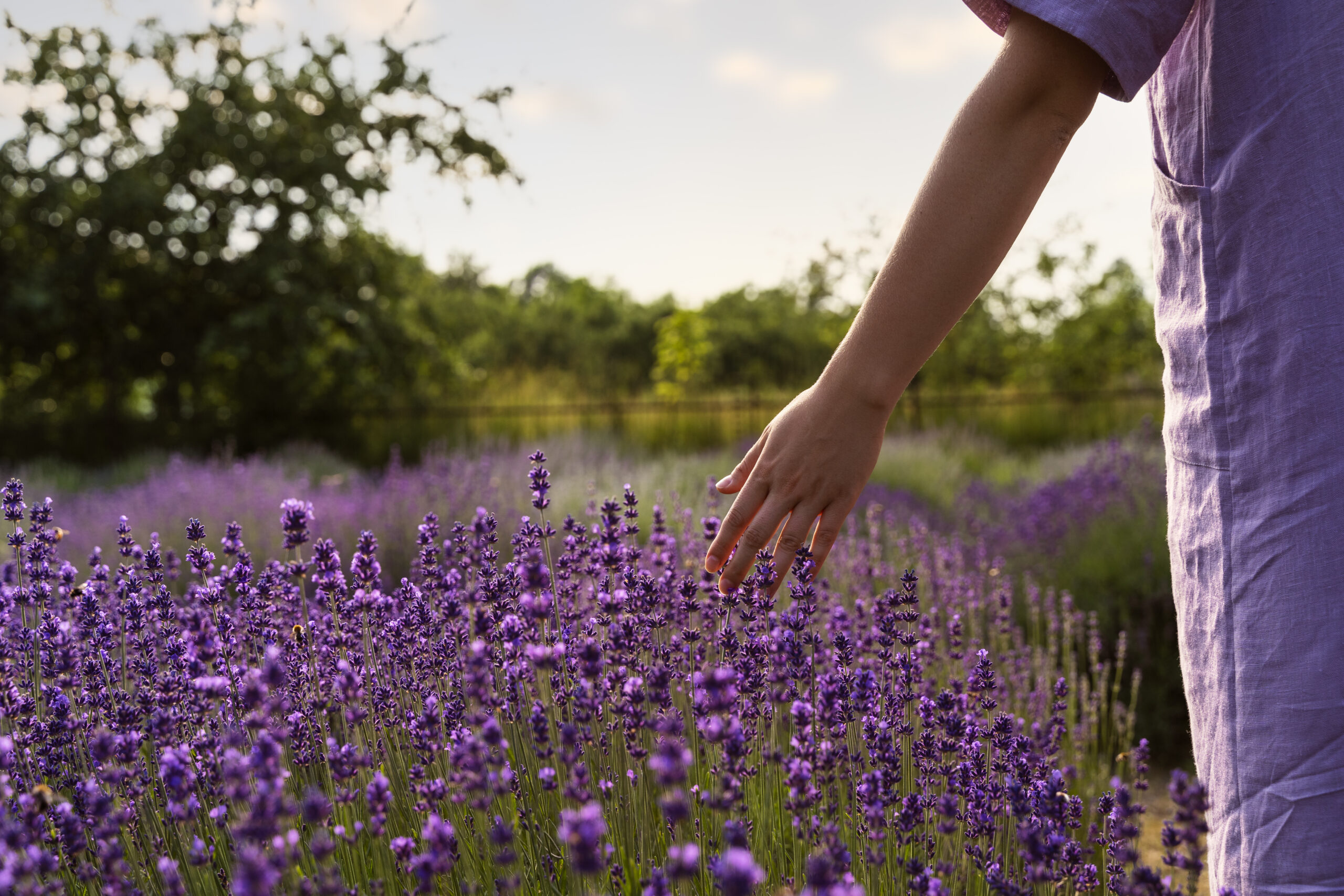 Hand gently brushing lavender spikes in a blooming field.