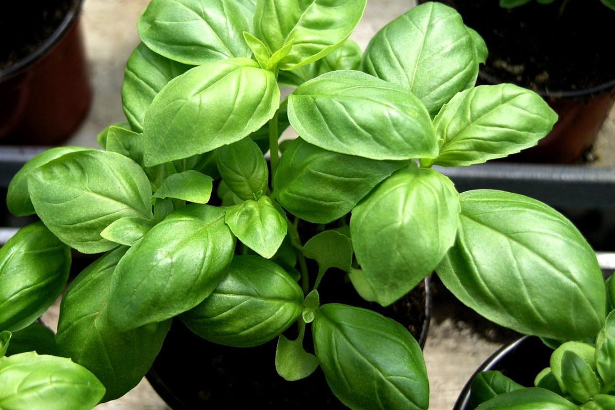 Photo représentant le produit : Basilic frais