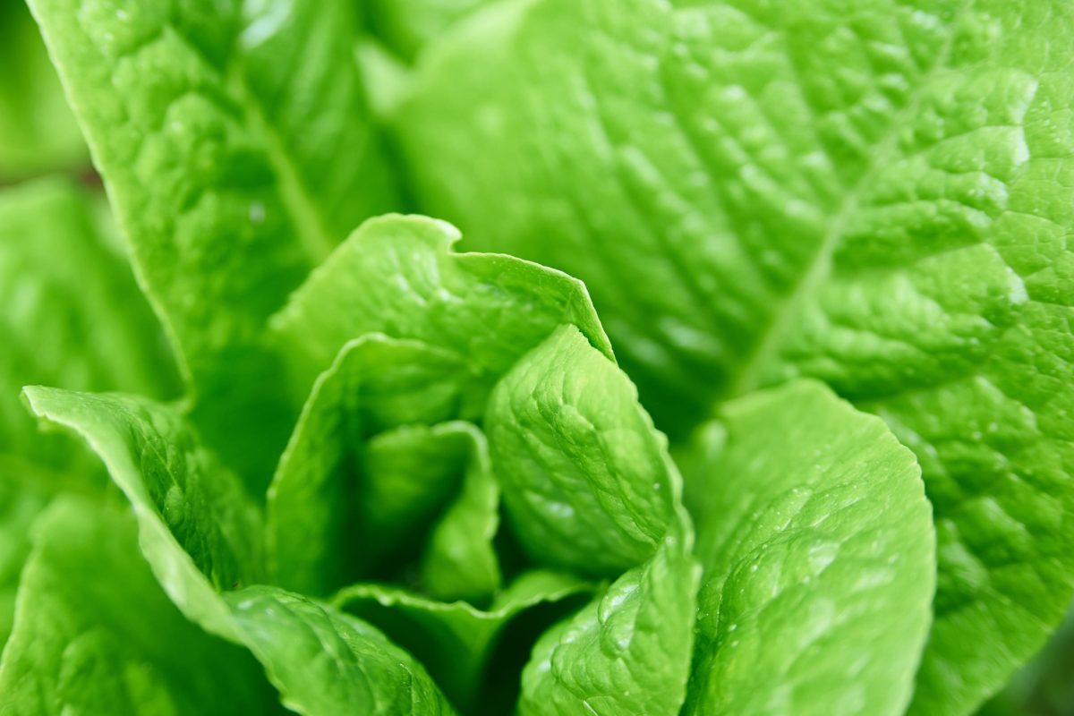 Photo représentant le produit : Laitue