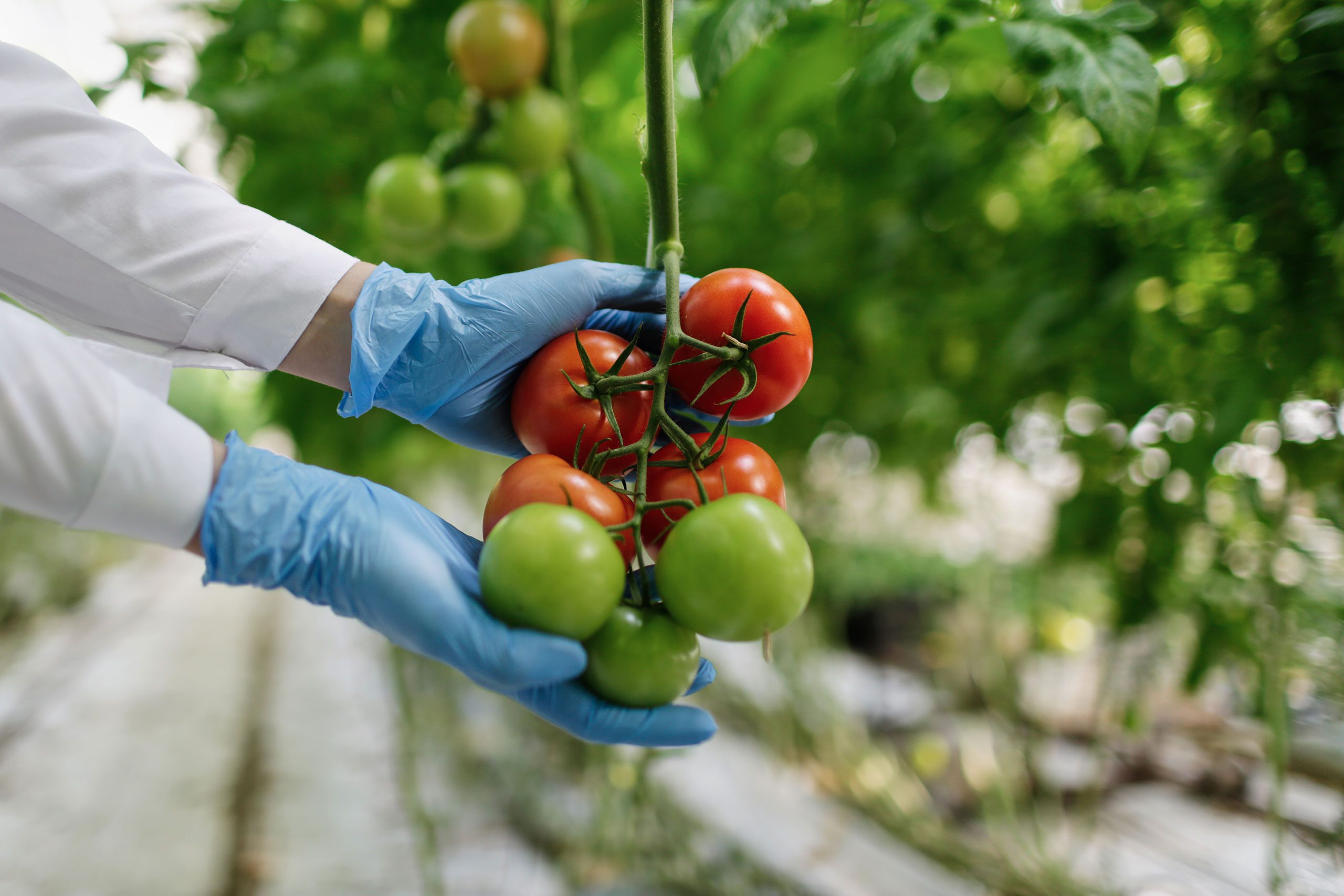 Tomates rouges et vertes examinées en laboratoire, symbole des débuts des OGM agricoles