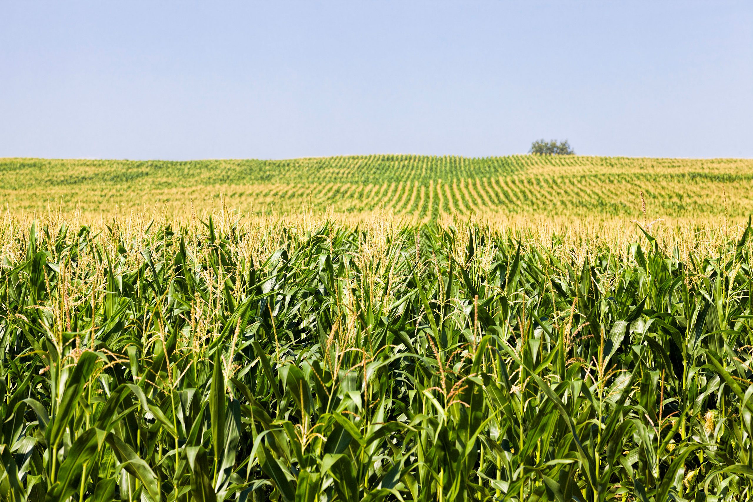 Champ de maïs cultivé intensivement, symbole des enjeux agricoles liés aux OGM