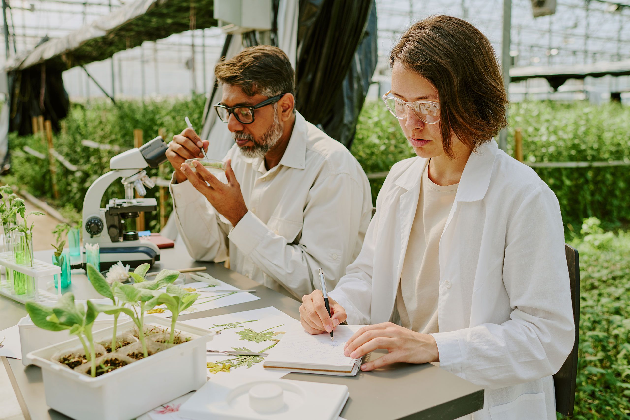 Chercheurs analysant des plantes en laboratoire pour évaluer la sécurité des OGM