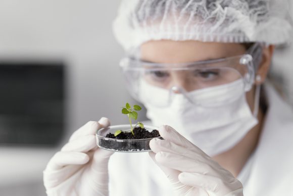 Local Modified Organisms Example What Are GMOs? Origins, Impact, and the Future of Genetically Modified ...