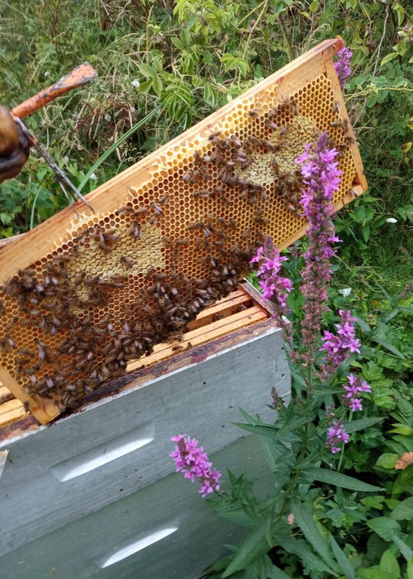 Photo mise en avant par le producteur local pour représenter son entreprise : Le Rucher de Loréline