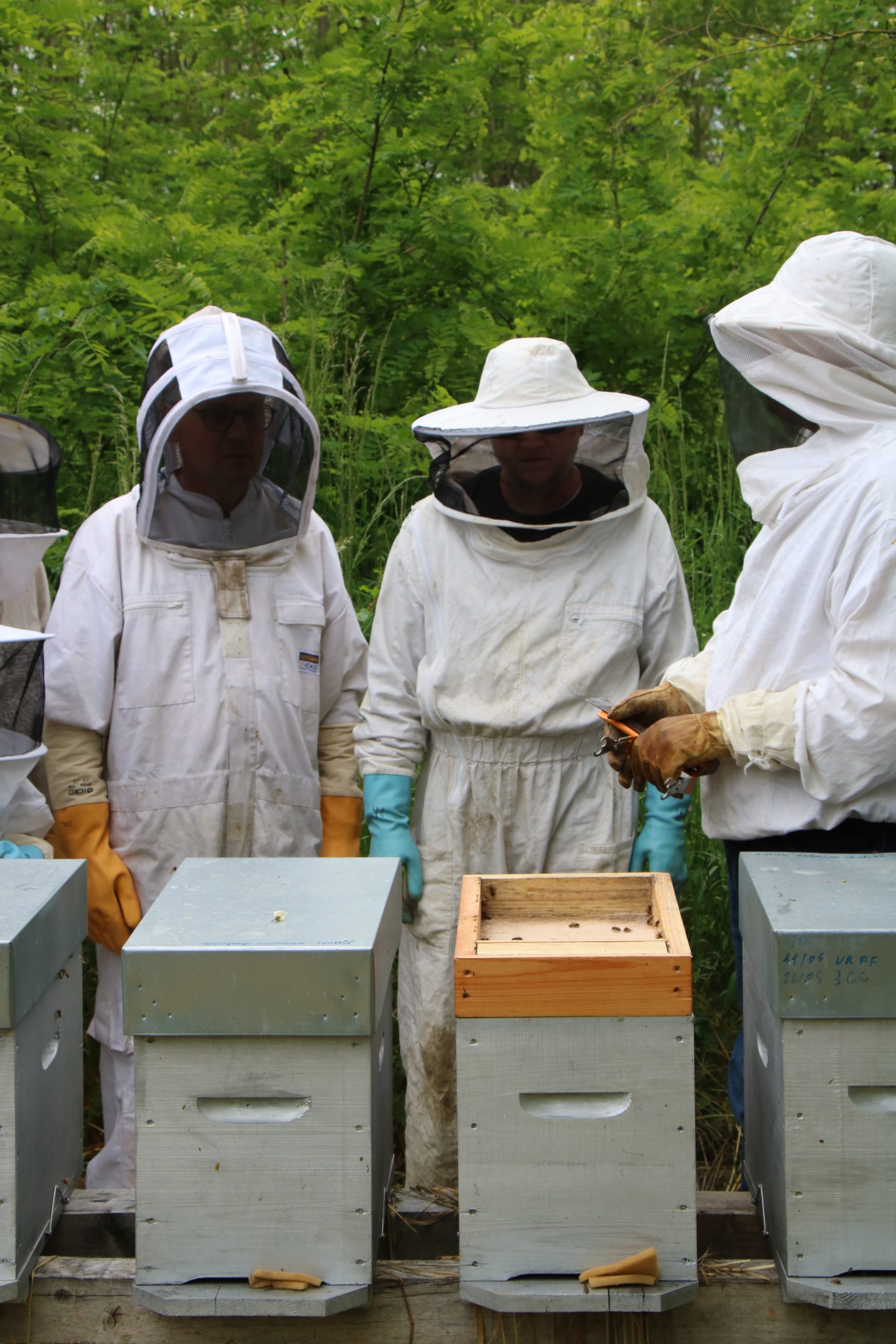 Beekeeper giving a demonstration to a group of tourists, explaining the art of beekeeping.