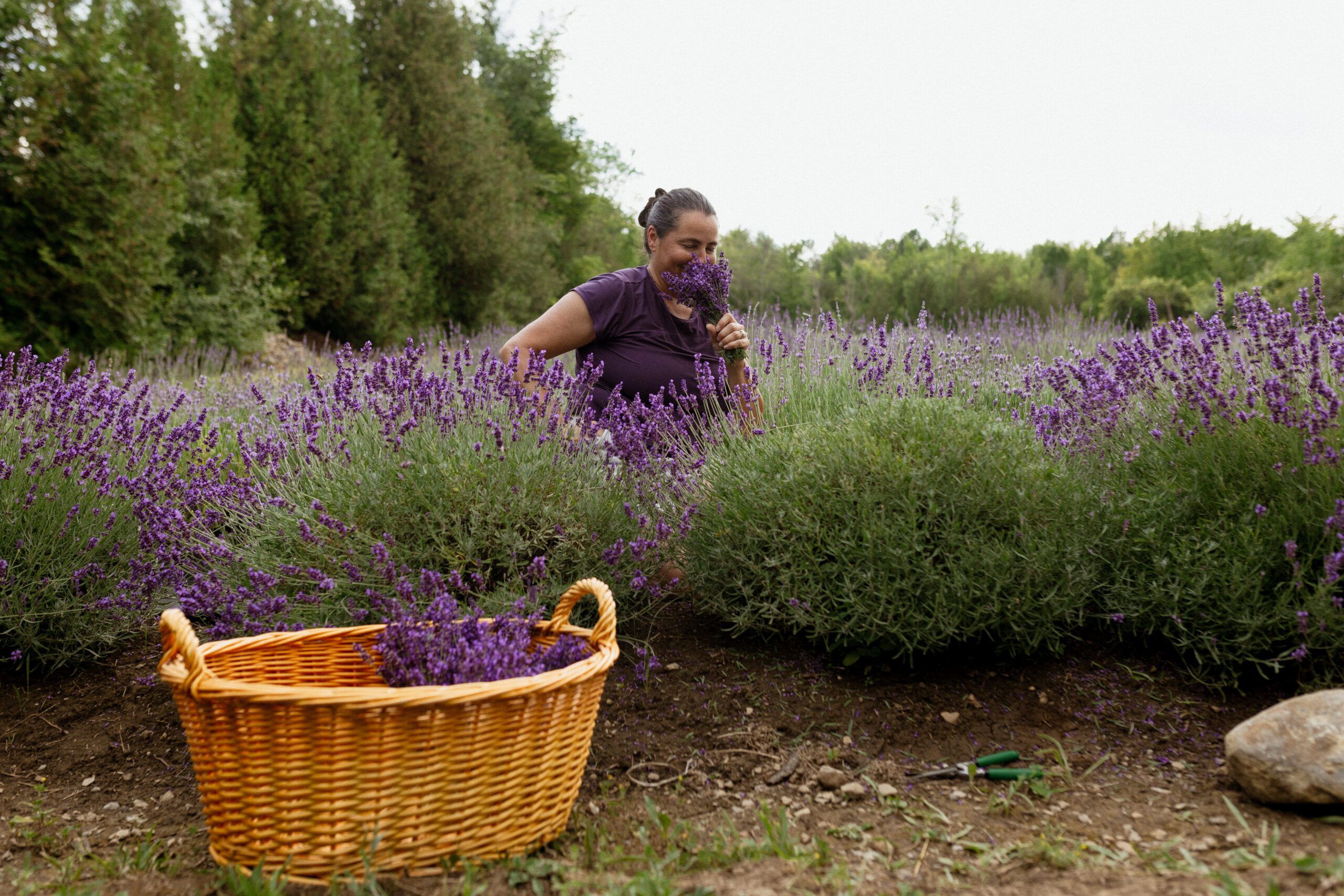 Organic lavender producer smelling a bouquet in the field; wicker harvest basket in the foreground.