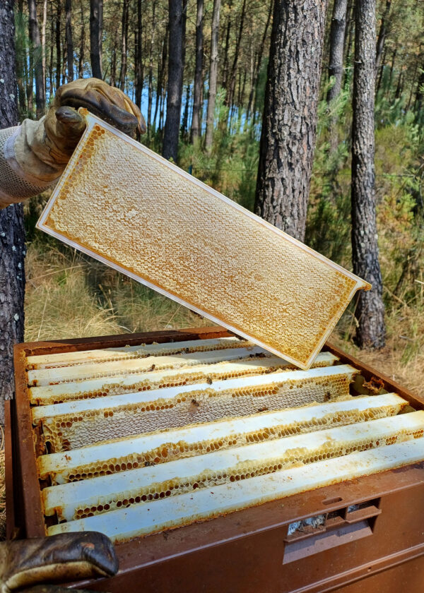 Photo mise en avant par le producteur local pour représenter son entreprise : La Cazamiel apiculture