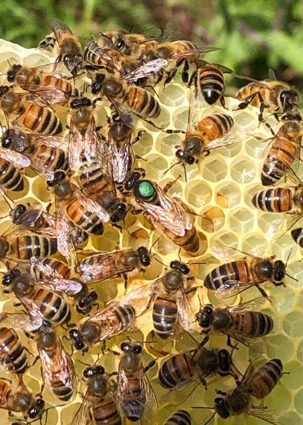 Photo mise en avant par le producteur local pour représenter son entreprise : Made by bee’s France